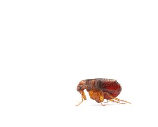 A close up of a live flea on white background. It is bulbous, side on, reddish brown, has two protruding legs reaching forward and four others pointing backwards