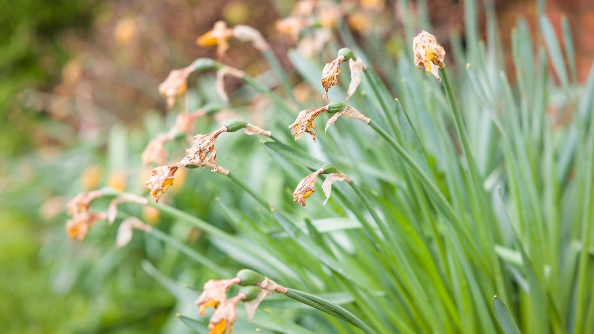 What to do with daffodils after flowering — top tips from garden