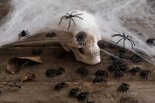 A fake skull with cobwebs and fake spiders on a wooden table for Halloween.