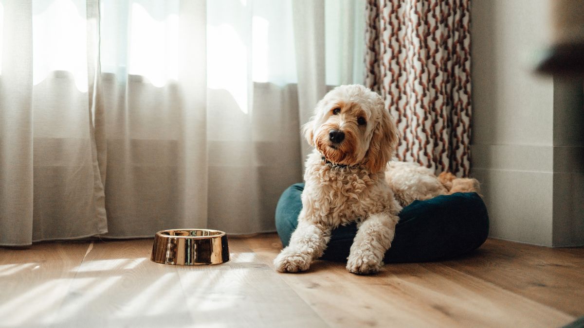 Cute dog lying down on their bed at home with sunlight coming through the curtain behind them