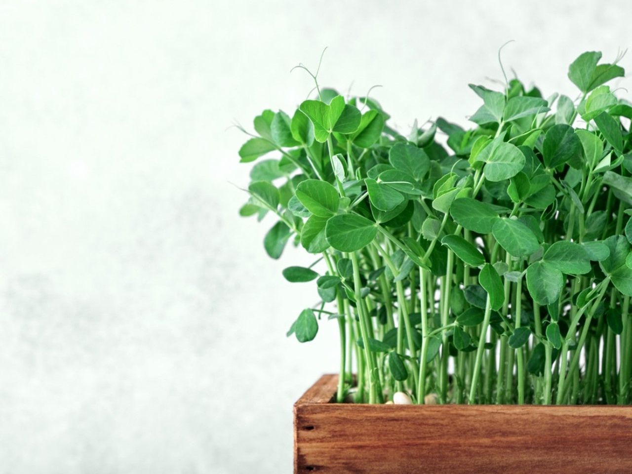 Indoor Potted Vegetables