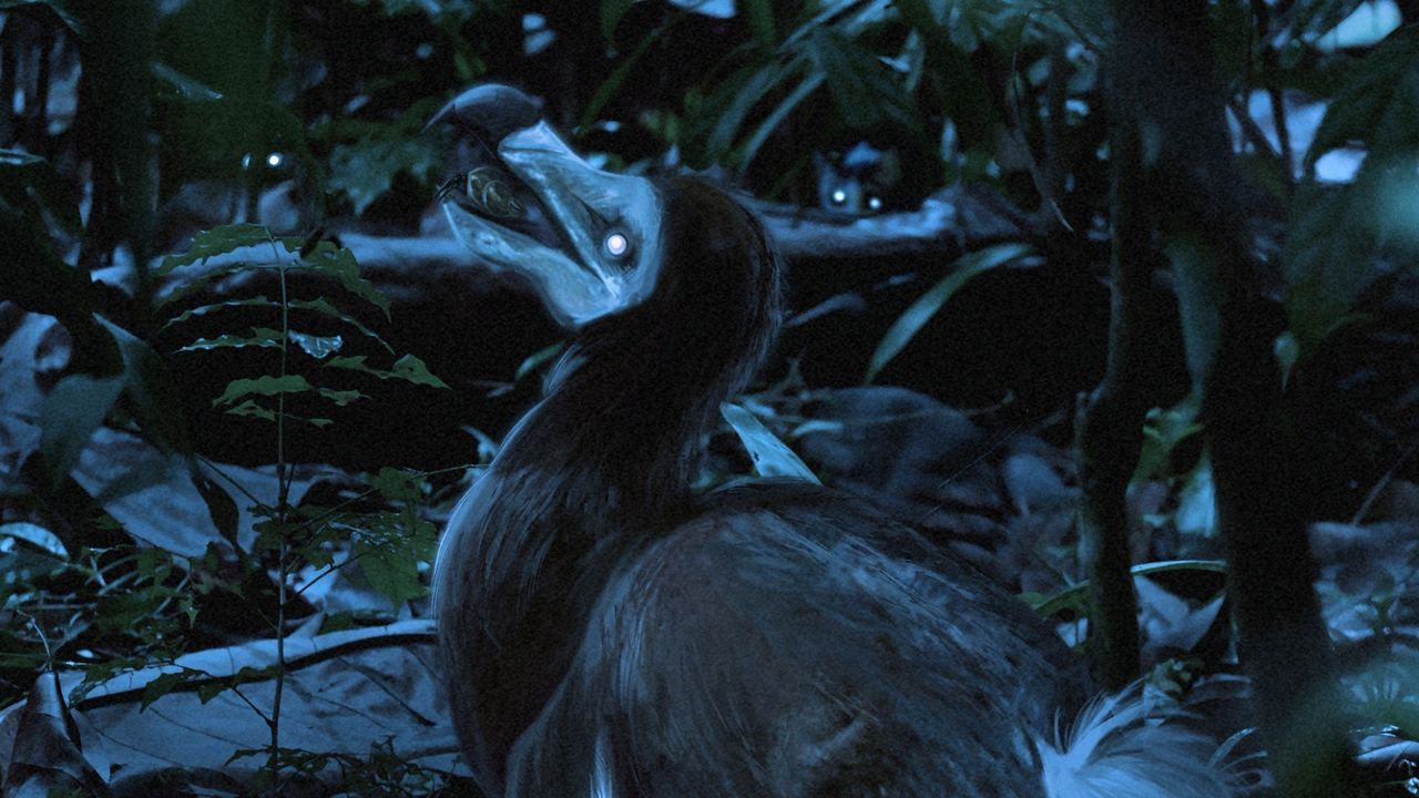 Nocturnal dodo? Study suggests we were very wrong about Mauritius' iconic flightless bird