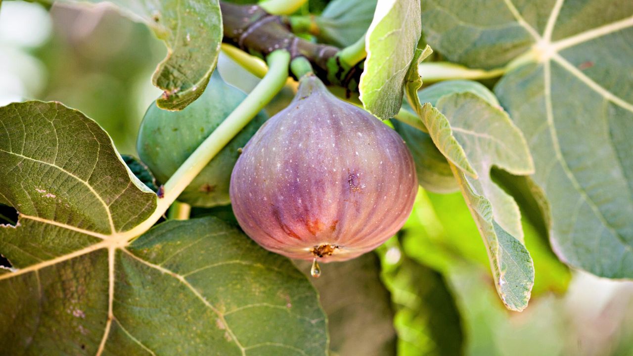 Fig Plant