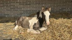 Malcolm-relaxing-in-a-straw-bed-at-Glenda-Spooner-Farm-credit-World-Horse-Welfare.jpeg