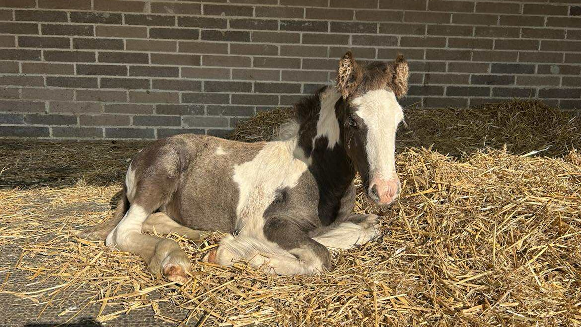 Malcolm relaxing in a straw bed at Glenda Spooner Farm (credit World Horse Welfare)