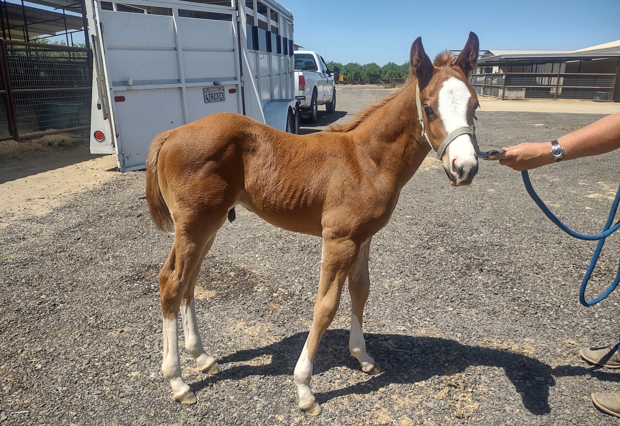 A young chestnut foal standing in a car park
