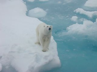 polar bear in the arctic