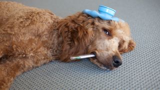 Can dogs get a cold or flu?
