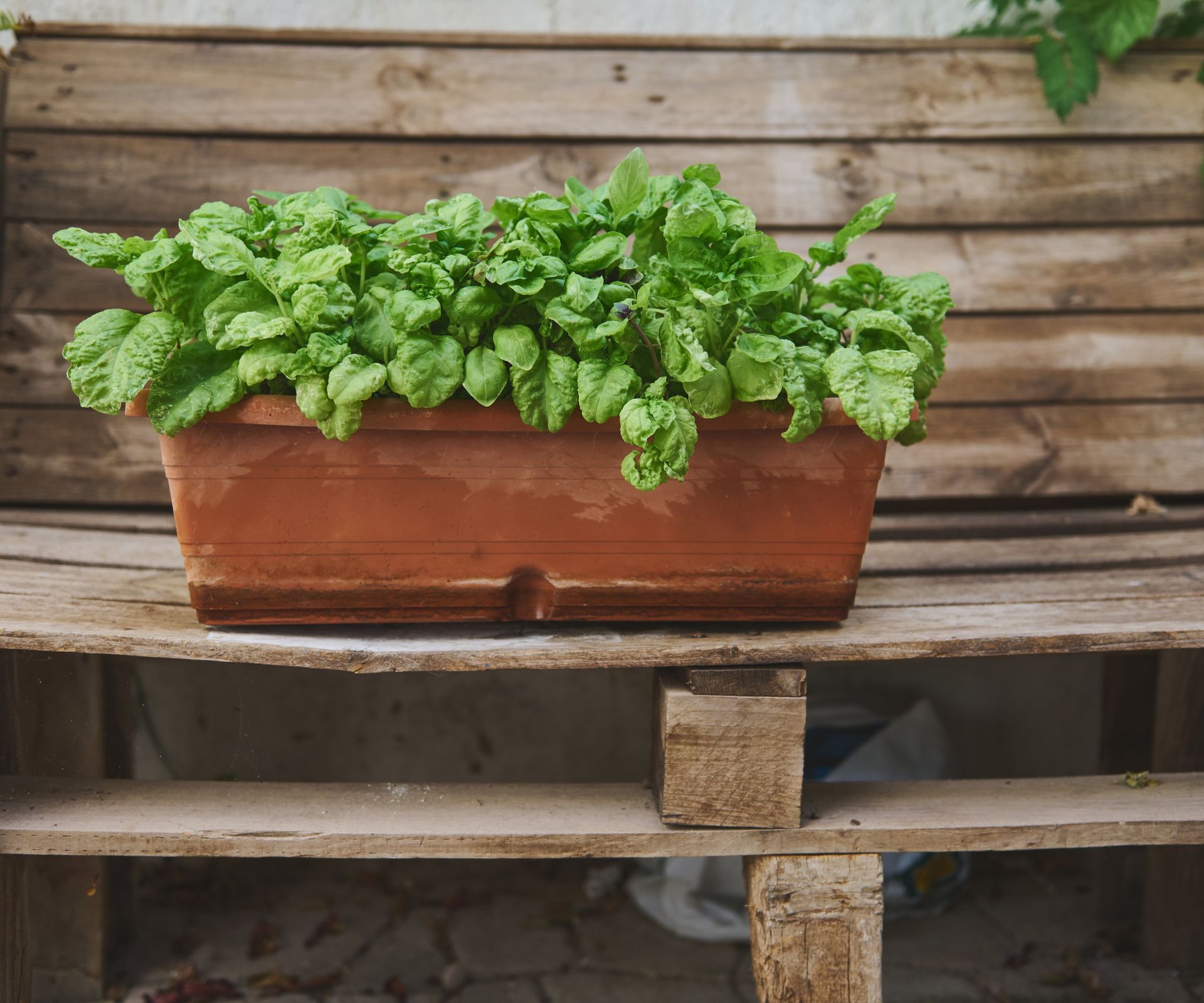 Spinach growing in a terracotta planter