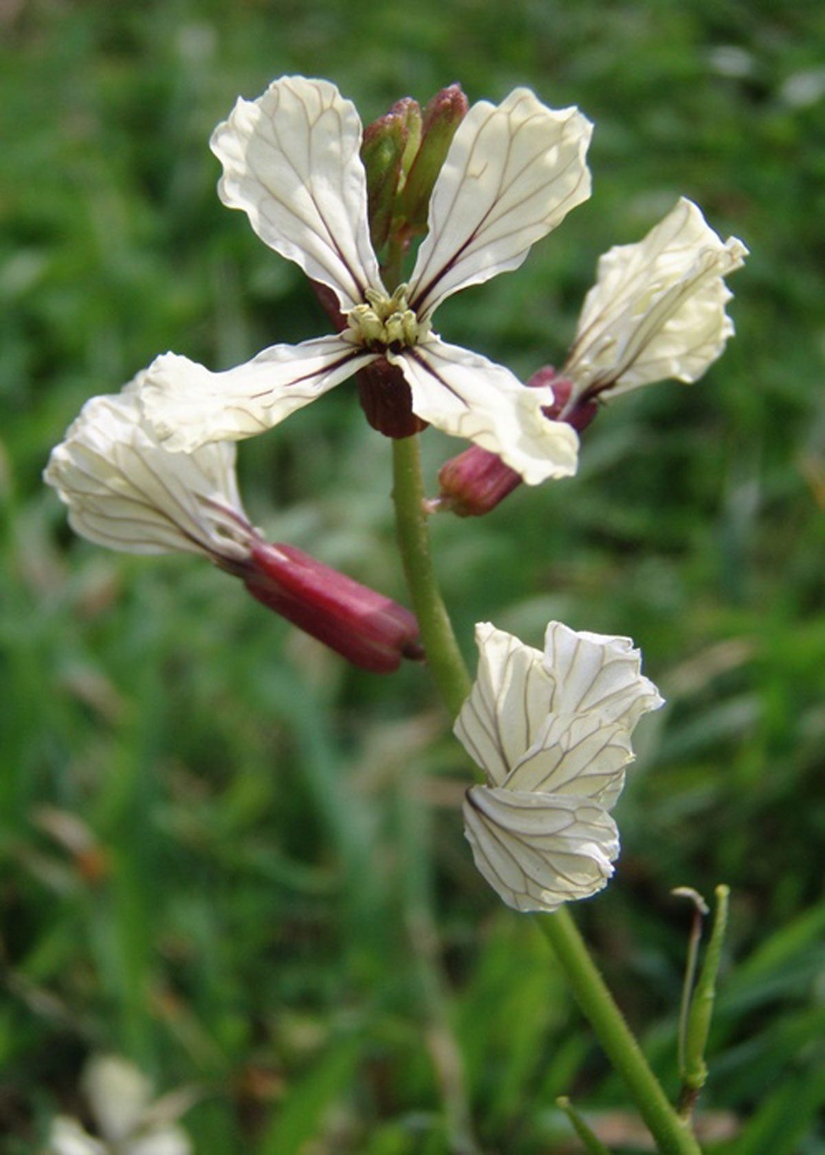 Controlling Wild Radish - Learn About Wild Radish Weeds And Uses For