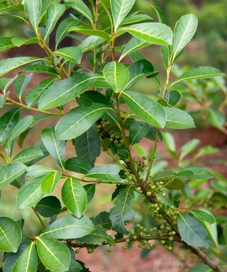 yerba mate plant