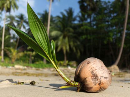 A woman works with the stems of some palm or coconut leaves used