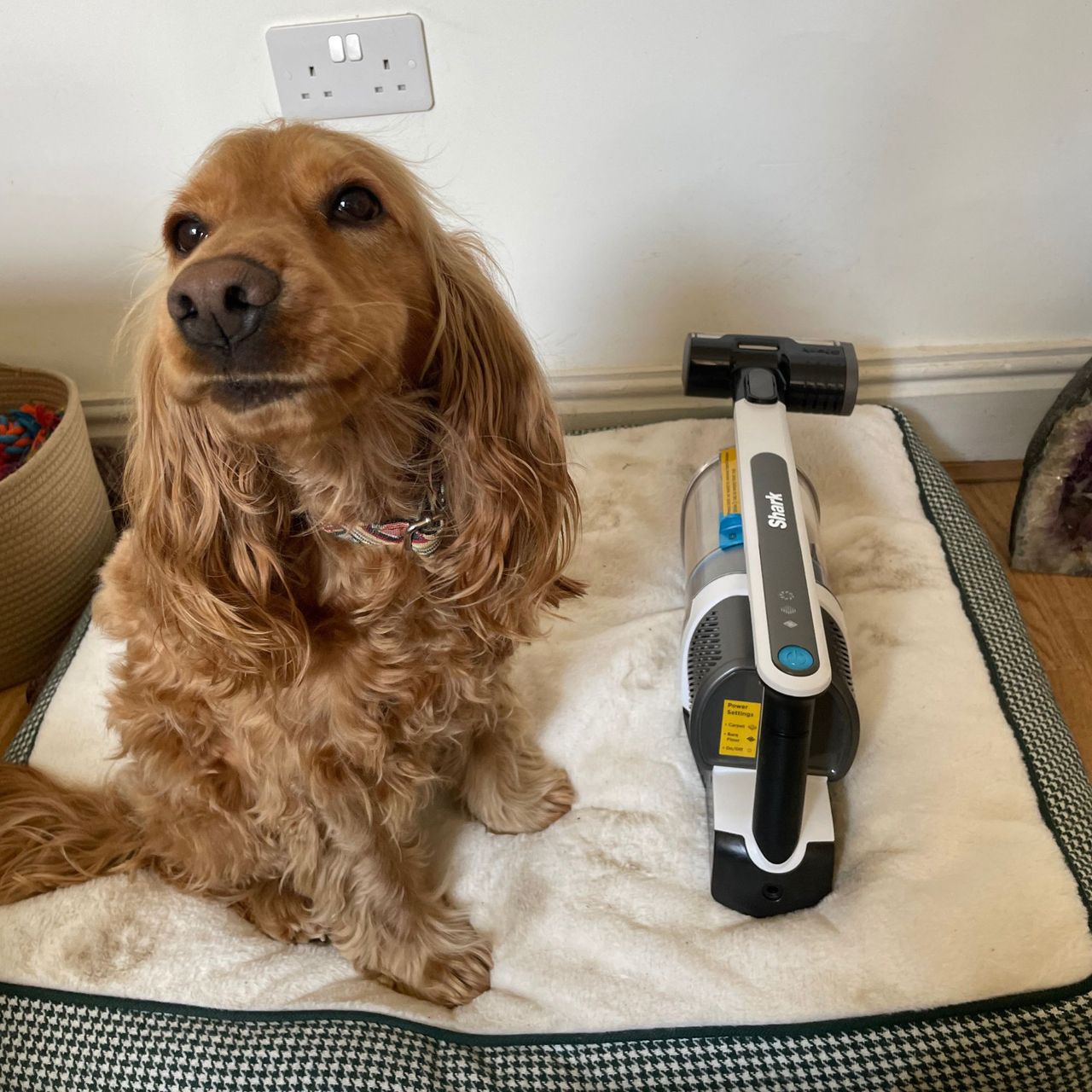 Shark PowerPro Pet Cordless Stick Vacuum sitting on a dog bed, with a golden cocker spaniel on there too