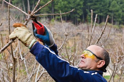 Man Pruning Branches Of A Cherry Tree