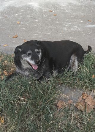 Watermelon dog tbilisi