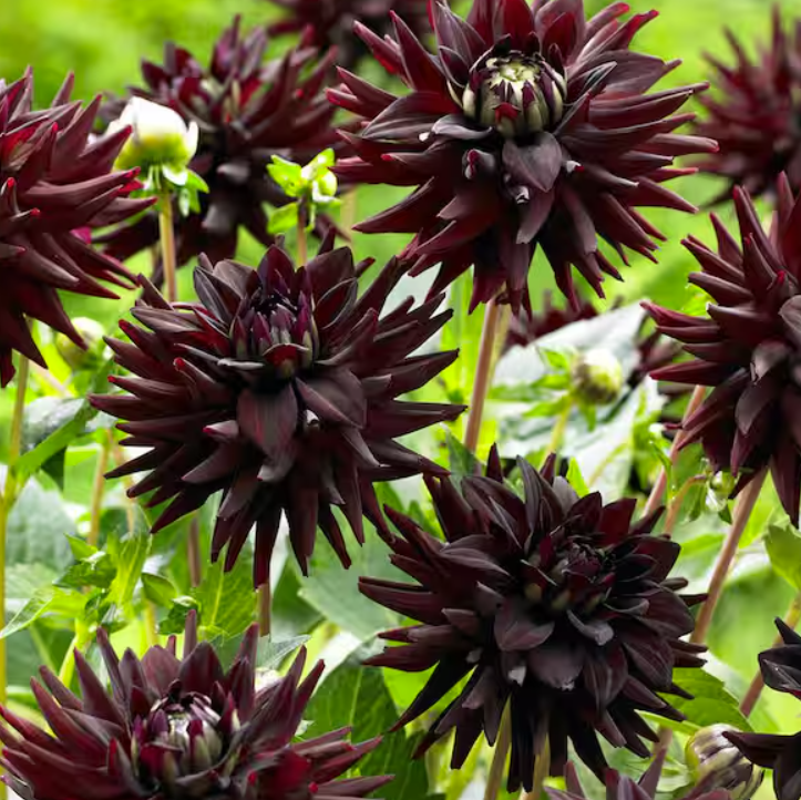 homedepot dahlias