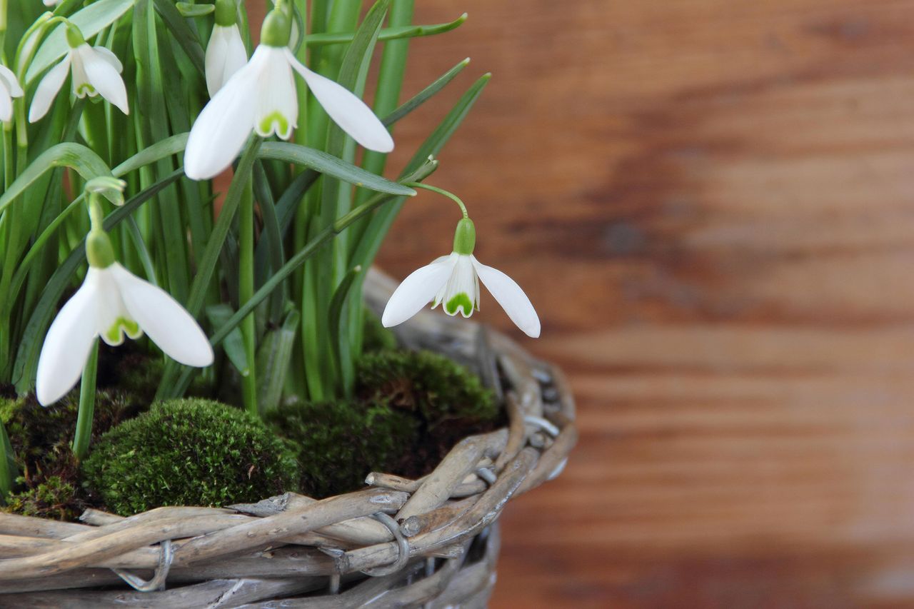 How to force bulbs indoors for Christmas Homes & Gardens
