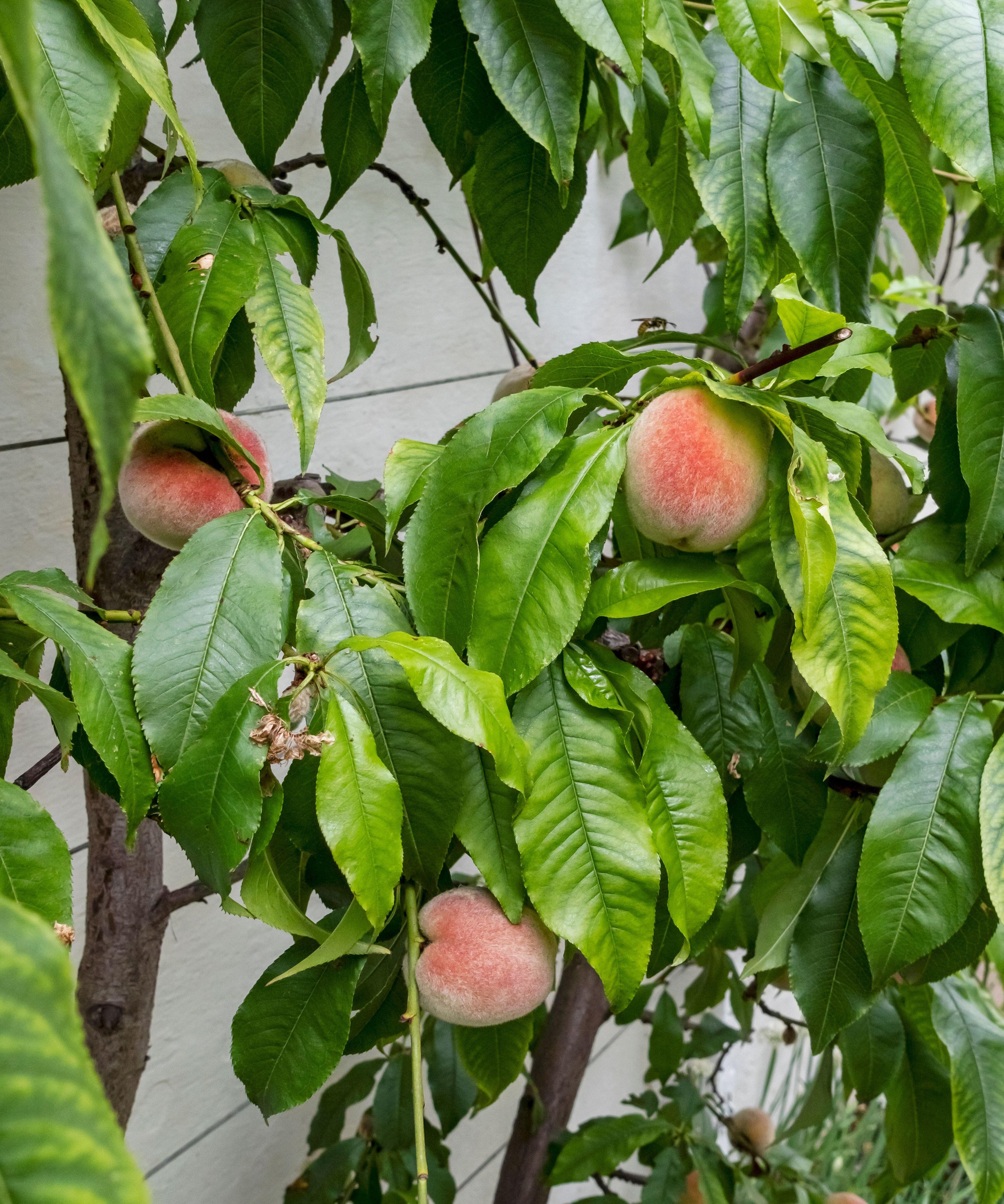 Peaches growing in a greenhouse