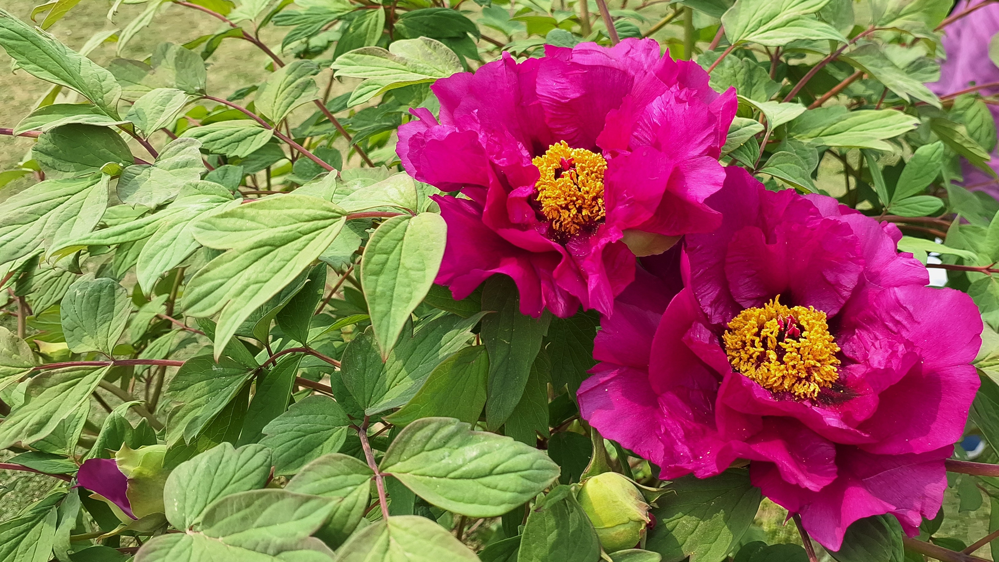 Common peony