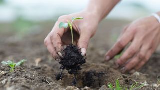 picture of woman planting established seedling