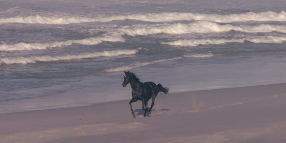 The horse in Black Beauty 2020