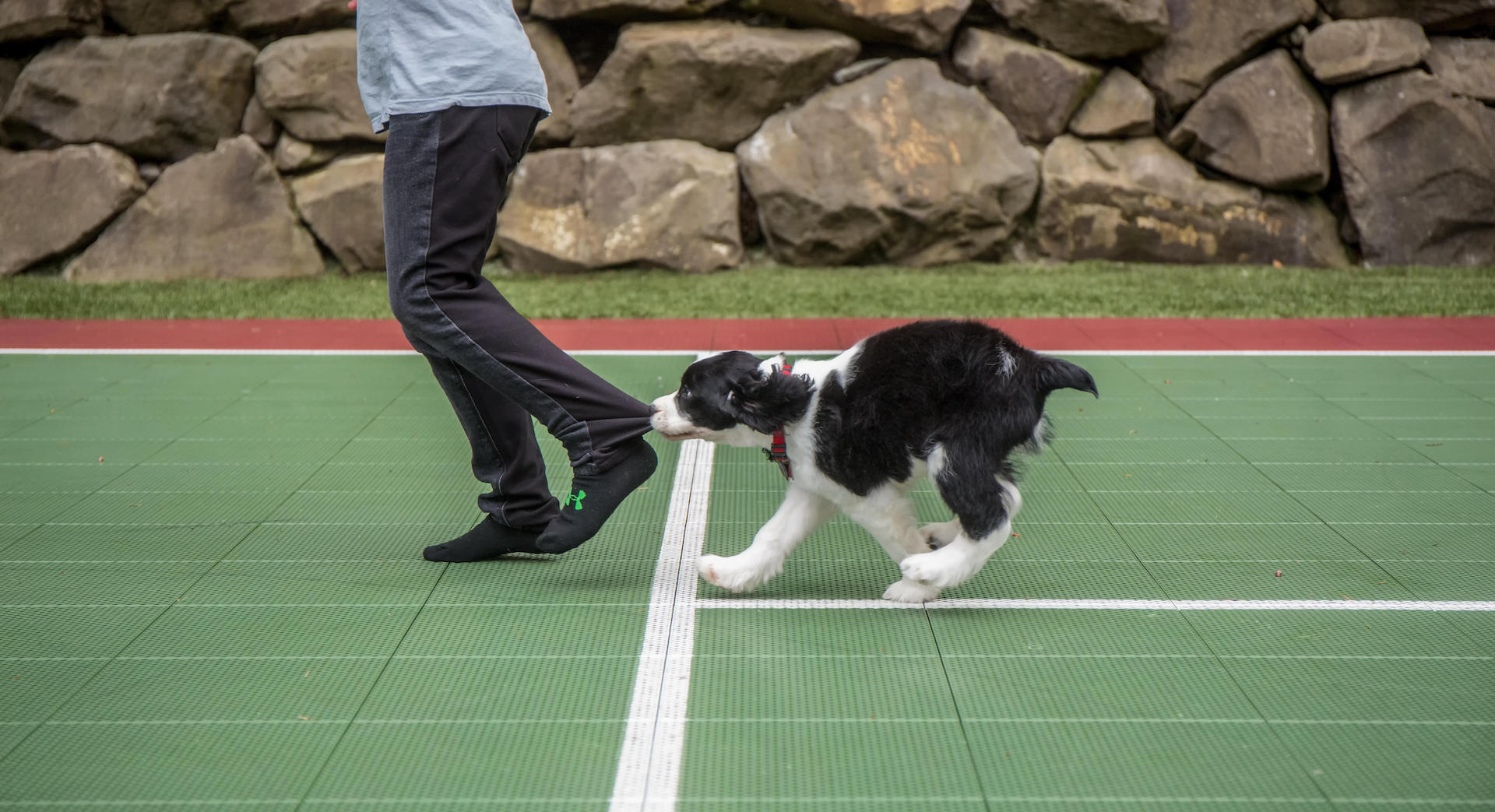 Puppy nipping leg