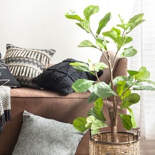 Fiddle leaf fig houseplant in basket plant pot next to brown sofa with cushions