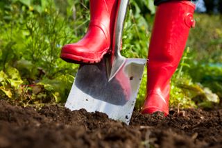 spring garden jobs: digging in mud with red wellies