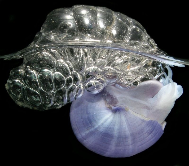 A violet bubble-rafting snail on water.