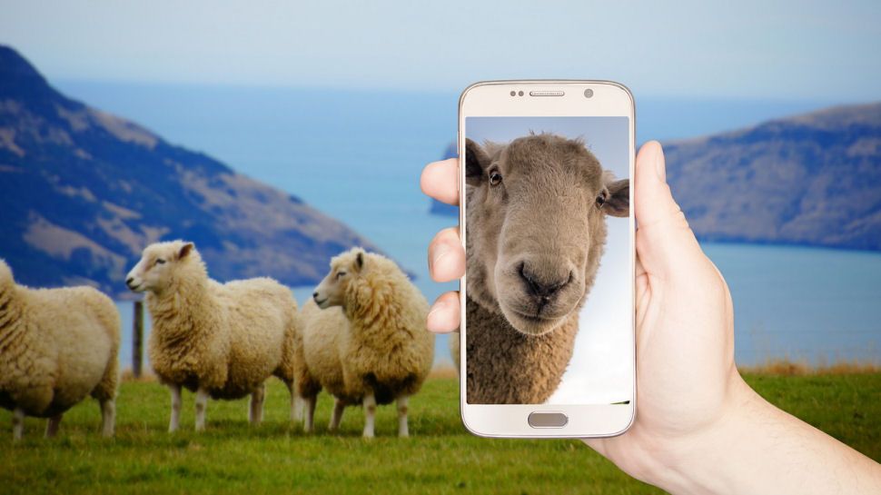 Person holding up a smartphone in a rural setting