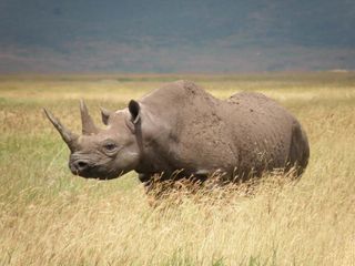 black rhinoceros