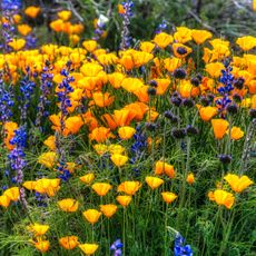 orange California poppies and purple blue salvia