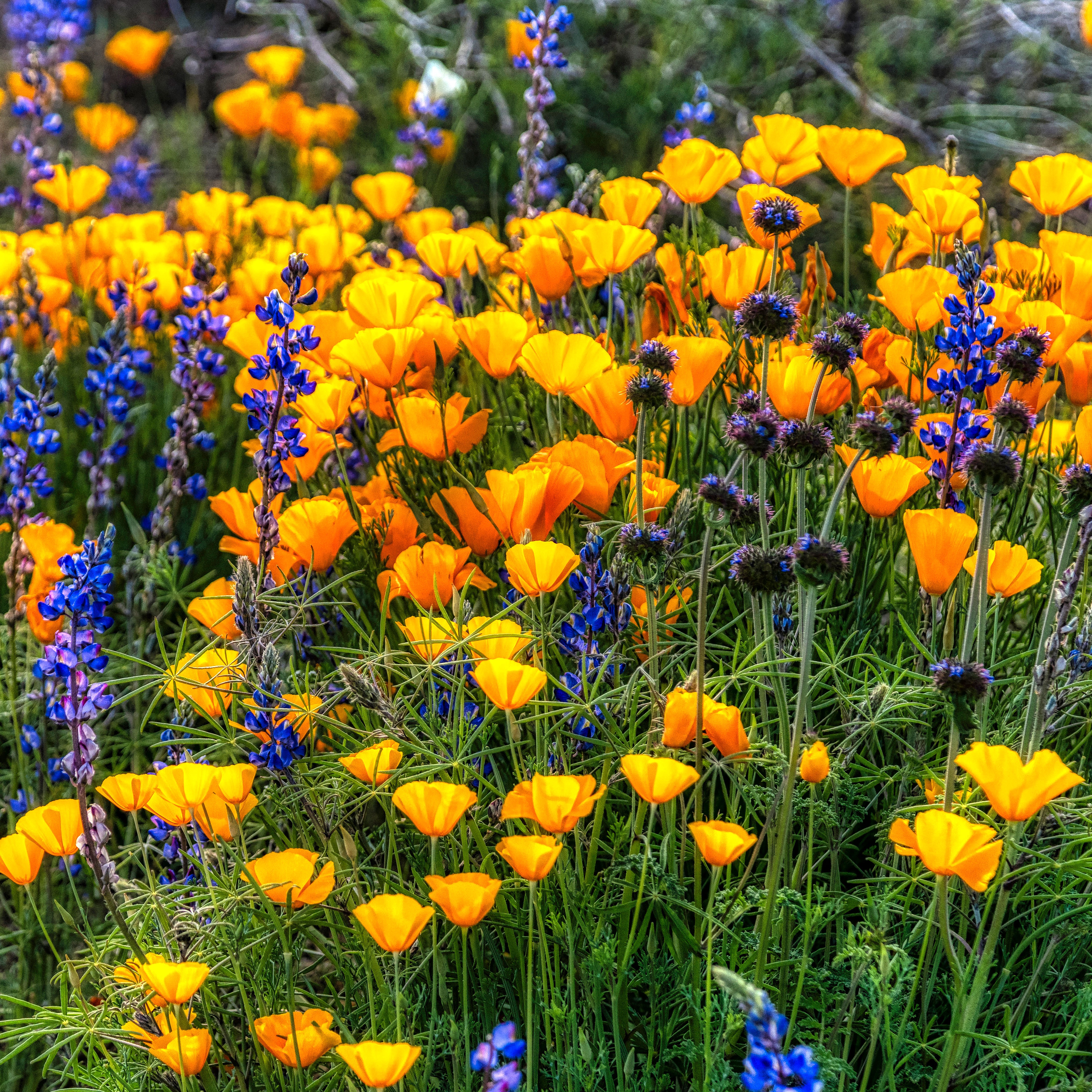 orange California poppies and purple blue salvia