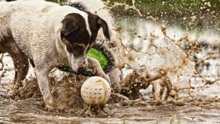 Dogs playing in muddy puddle