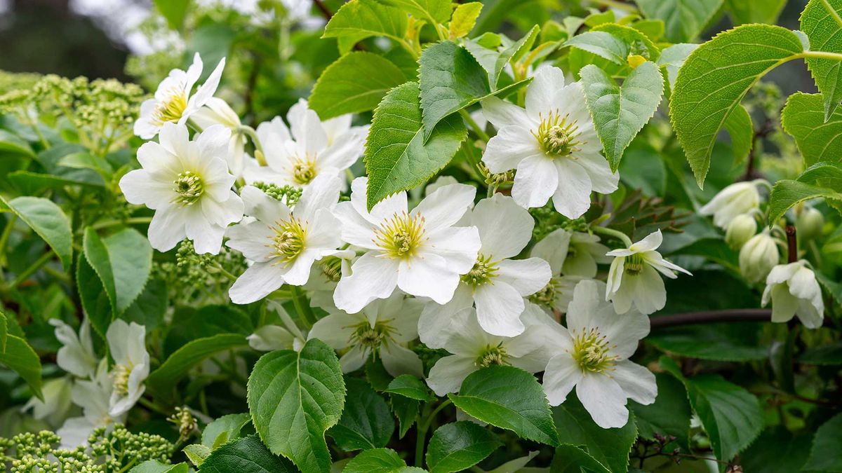 How to prune clematis: an expert guide, with tips on timings