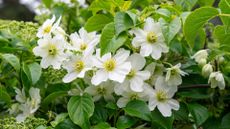 white clematis flowers in bloom to support a guide on how to prune clematis