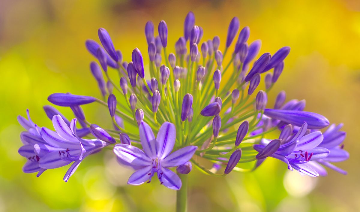 10 Ravishing Purple Flowers to Grow for the Most Beautiful Garden Borders of All Time – Get Ready to Swoon!