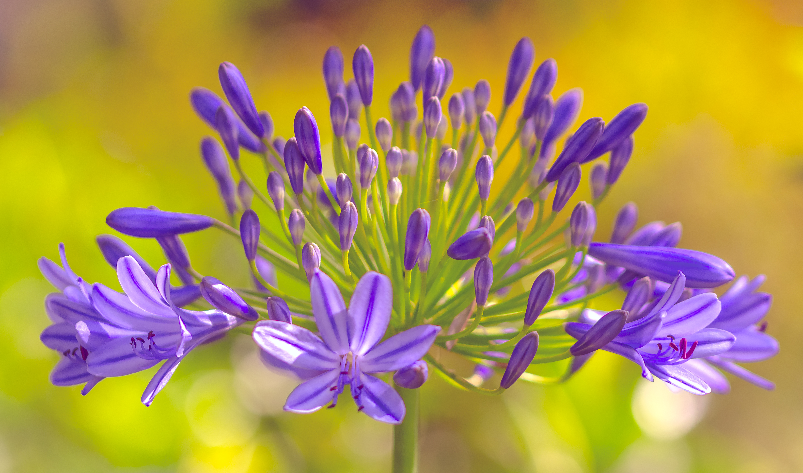 Purple agapanthus flower