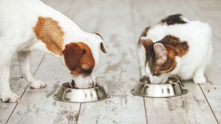 Cat and dog eating