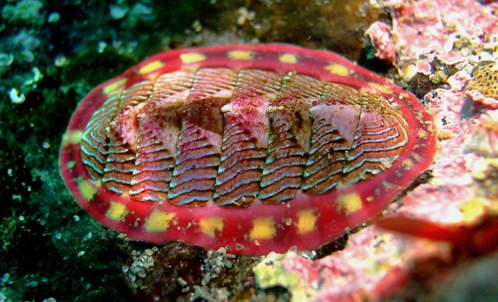 chiton