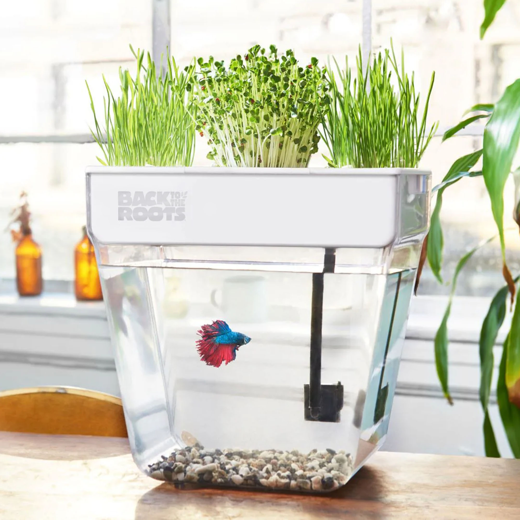 Back to the Roots aquaponic system