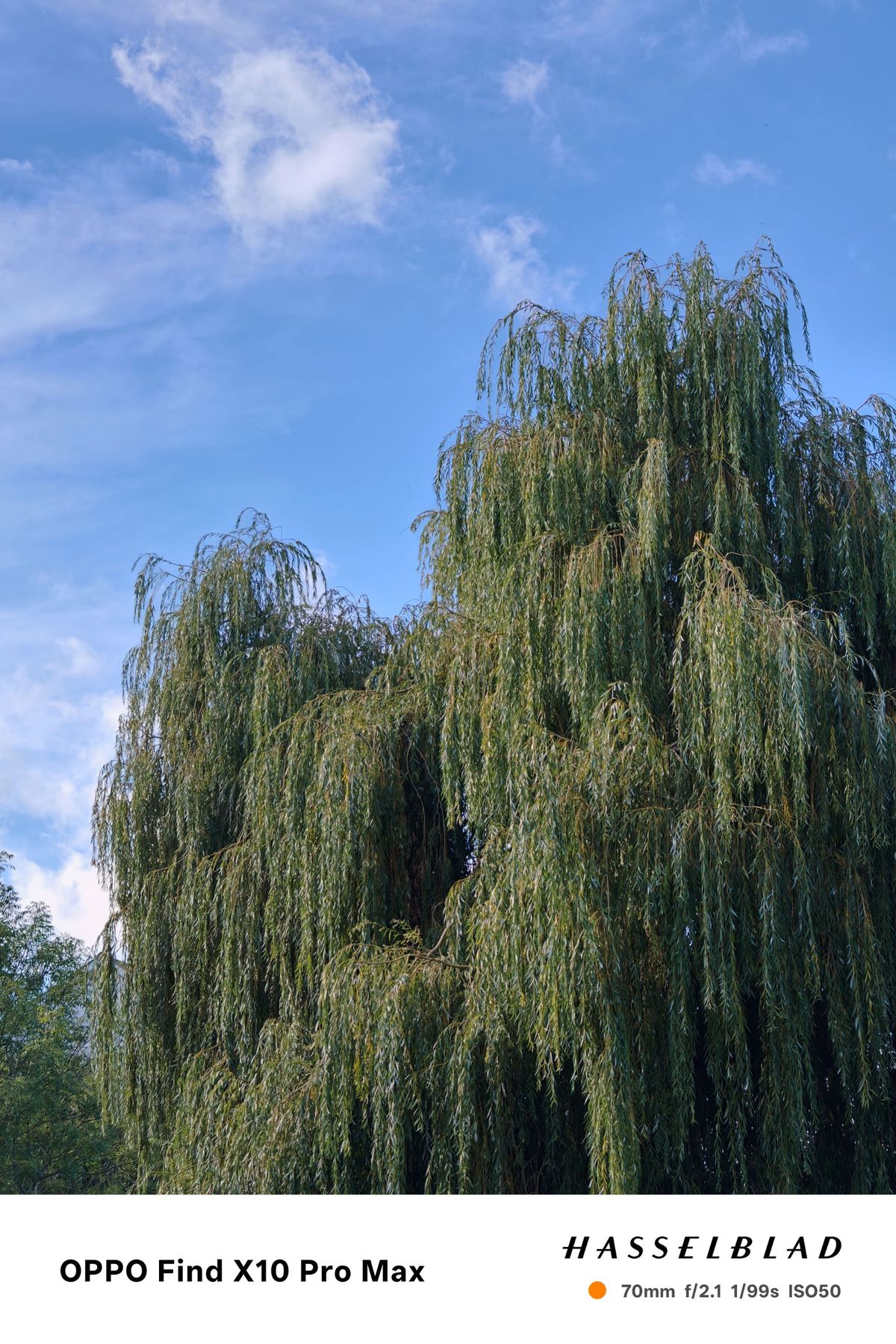 Large willow trees against a bright blue sky with scattered clouds.