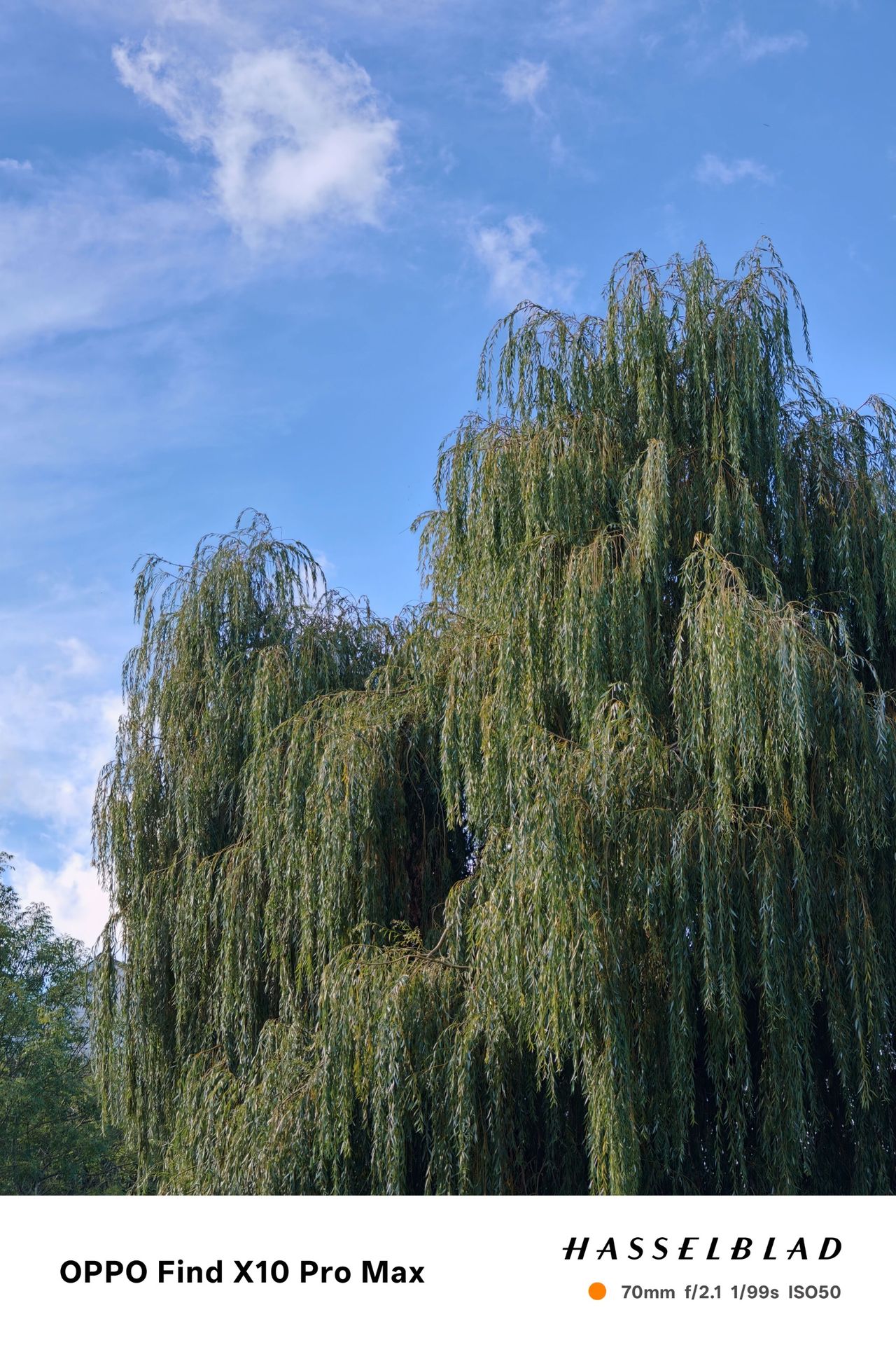 Large willow trees against a bright blue sky with scattered clouds.