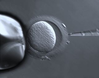 Human embryo in lab,