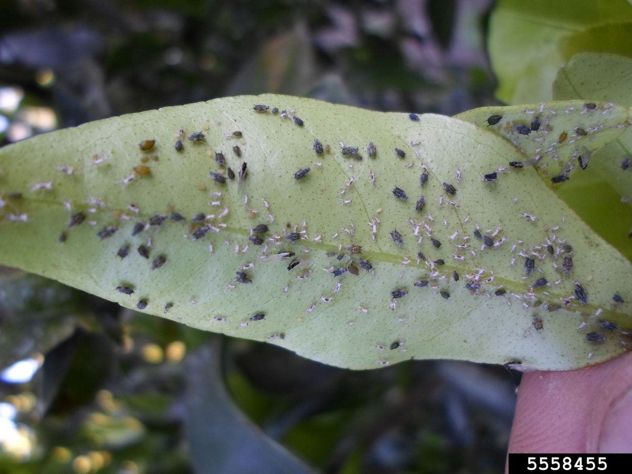 aphids