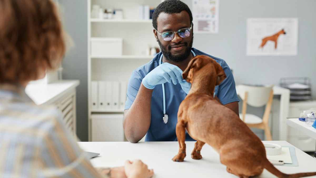 We asked a vet whether oil diffusers are really that toxic to dogs