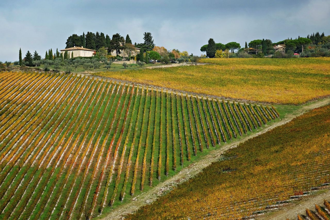 The vineyards of Tignanello in Tuscany.