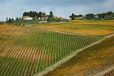 The vineyards of Tignanello in Tuscany.