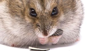 hamster eating sunflower seed