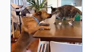 A dog is standing on his hind legs to reach a cat on a table, the cat is licking his face